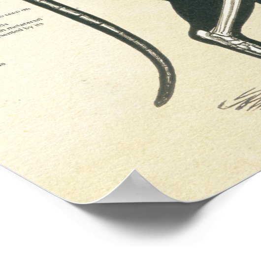 Poster Graphique d'anatomie des os du système squelettiqu (Coin)