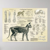 Poster Graphique d'anatomie des os du système squelettiqu (Devant)