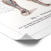 Poster Graphique d'anatomie humaine en allemand vintage (Coin)