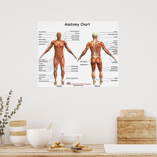 Poster Graphique d'anatomie IFA (Cuisine)