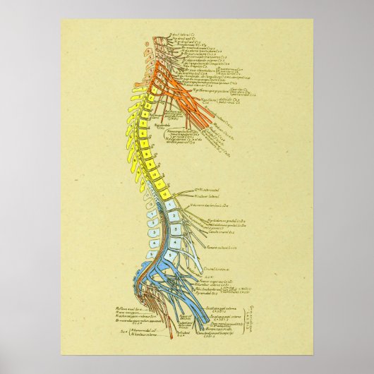 Poster Graphique d'anatomie Médicale de la colonne cervic (Devant)