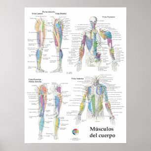 Poster Graphique d'anatomie musculaire espagnole