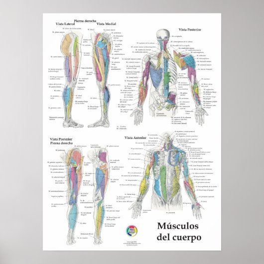Poster Graphique d'anatomie musculaire espagnole (Devant)