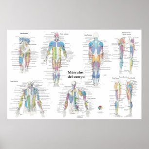 Poster Graphique d'anatomie musculaire espagnole