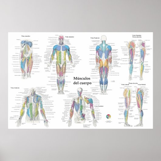 Poster Graphique d'anatomie musculaire espagnole (Devant)