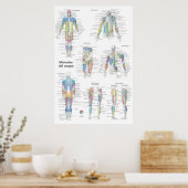 Poster Graphique d'anatomie musculaire espagnole (Cuisine)
