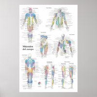 Graphique d'anatomie musculaire espagnole