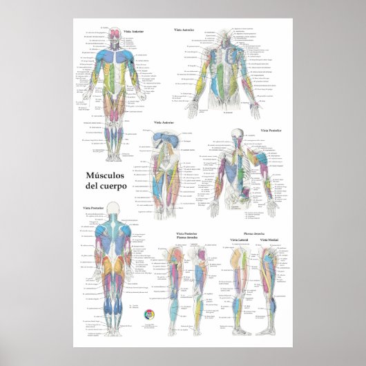Poster Graphique d'anatomie musculaire espagnole (Devant)