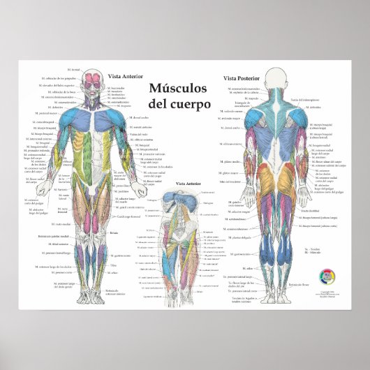 Poster Graphique d'anatomie musculaire espagnole (Devant)