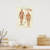 Poster Graphique d'anatomie musculaire humaine (Cuisine)