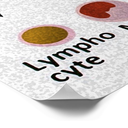 Poster Graphique de différenciation des cellules sanguine (Coin)