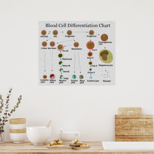 Poster Graphique de différenciation des cellules sanguine (Cuisine)