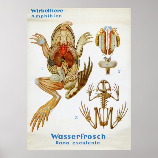 Poster Graphique de dissection vintage allemande de greno (Devant)