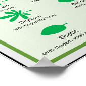 Poster Graphique de morphologie de la feuille Forme Marge (Coin)