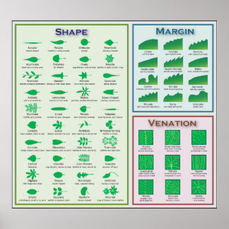 Poster Graphique de morphologie de la feuille Forme Marge