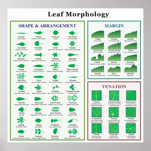 Poster Graphique de morphologie des feuilles (Devant)