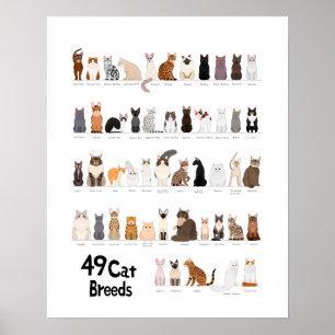 Poster graphique de race de chat