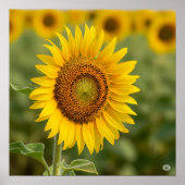 Poster Graphique de tournesol d'automne (Devant)