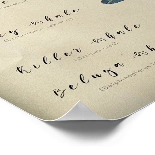Poster Graphique des baleines (Coin)