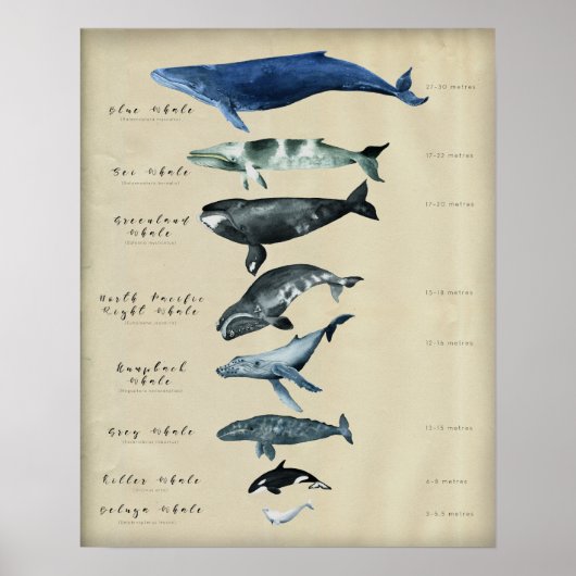 Poster Graphique des baleines (Devant)