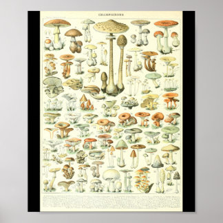 Poster Graphique des champignons Champignon B de l'Adolph