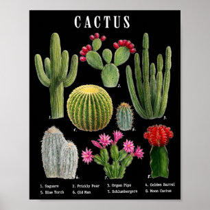 Poster Graphique des espèces de cactus drôles