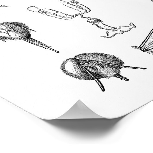 Poster Graphique des insectes (Coin)