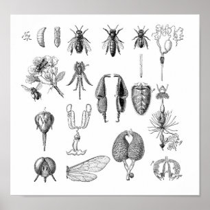 Poster Graphique des insectes