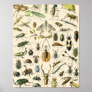 Poster Graphique des insectes et des bogues Entomologie V