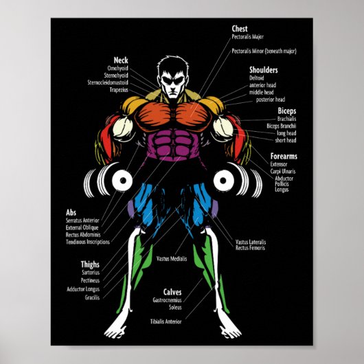 Poster Graphique des muscles de l'anatomie d'anime (Devant)