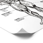 Poster Graphique des muscles et guide d'exercice - Motiva (Coin)