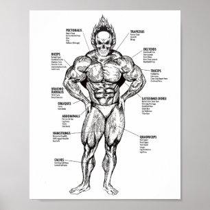 Poster Graphique des muscles et guide d'exercice - Motiva