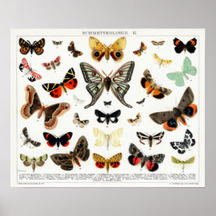 Poster Graphique des papillons et papillons allemands Vin