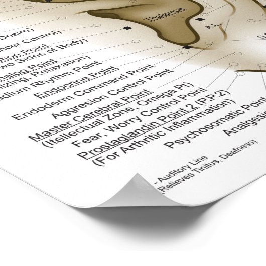 Poster Graphique des points d'acupuncture auriculothermiq (Coin)