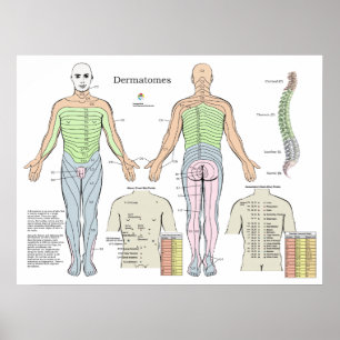 Poster Graphique des points d'acupuncture de l'alarme der