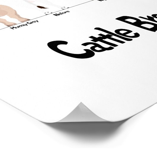 Poster graphique des races de vache (Coin)