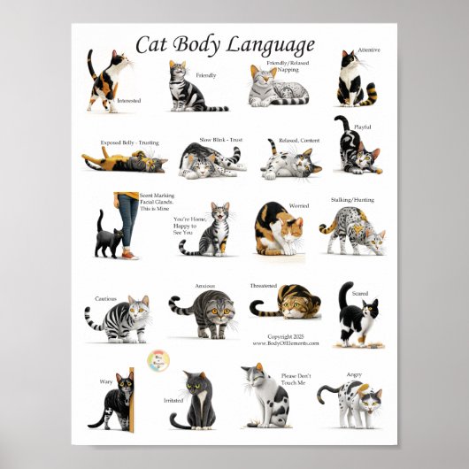 Poster Graphique du langage corporel du chat (Devant)