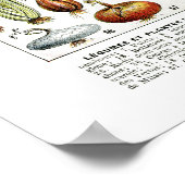 Poster Graphique Légumes Vintages français cultivés local (Coin)