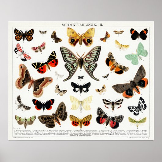 Poster Graphique papillon et papillon allemand vintage (Devant)