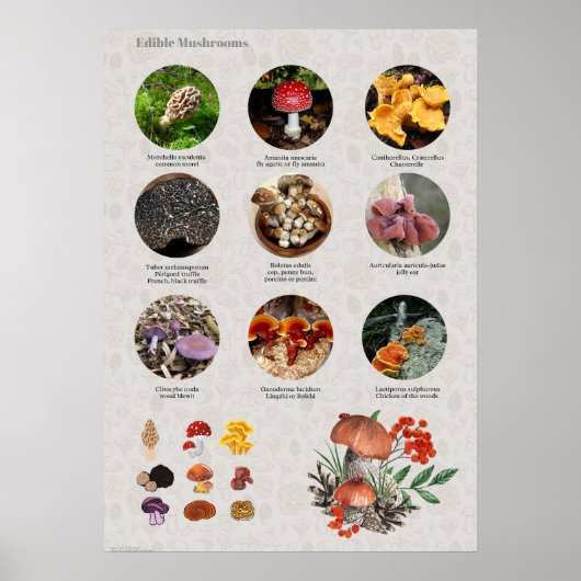 Poster Graphique Photos et illustrations de champignons c (Devant)
