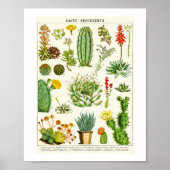 Poster Graphique scientifique des cactus succulents (Devant)