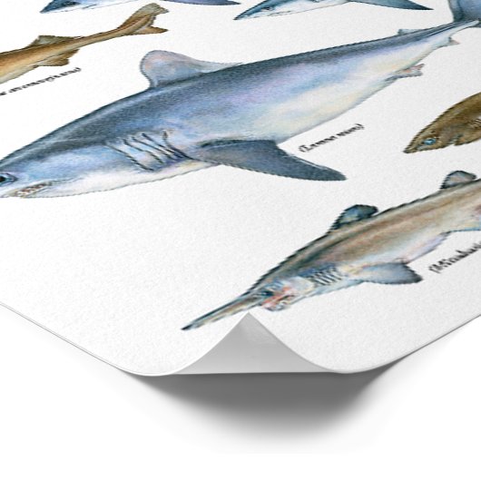Poster Graphique Types de requins (Coin)