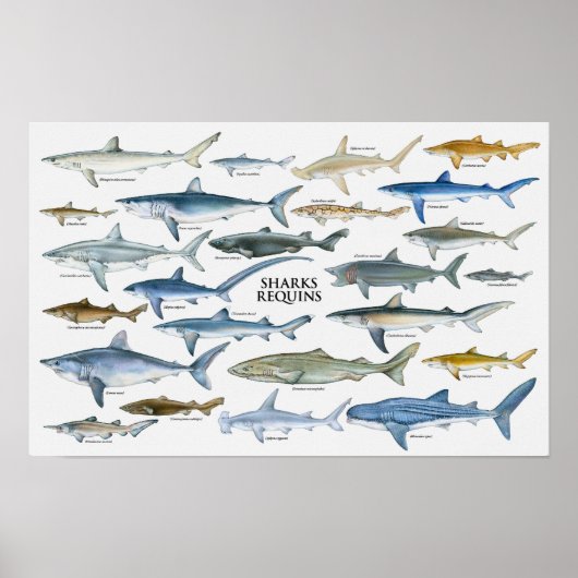 Poster Graphique Types de requins (Devant)
