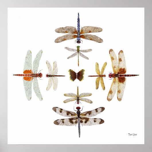 Poster Graphiques à bulles de libellules (Devant)