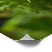 Poster Grappe de carottes (Coin)