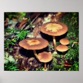 Poster Grappe de champignons Brown sauvages (Devant)