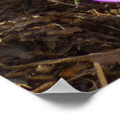 Poster Grappe de Crocus pourpres Floral de printemps (Coin)