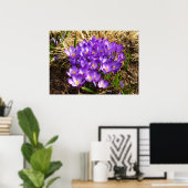 Poster Grappe de Crocus pourpres Floral de printemps (Bureau à domicile)