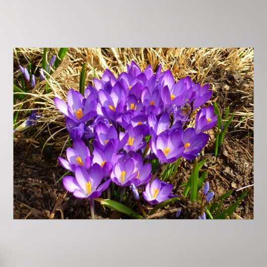Poster Grappe de Crocus pourpres Floral de printemps (Devant)