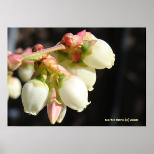 Poster Grappe de fleurs bleues